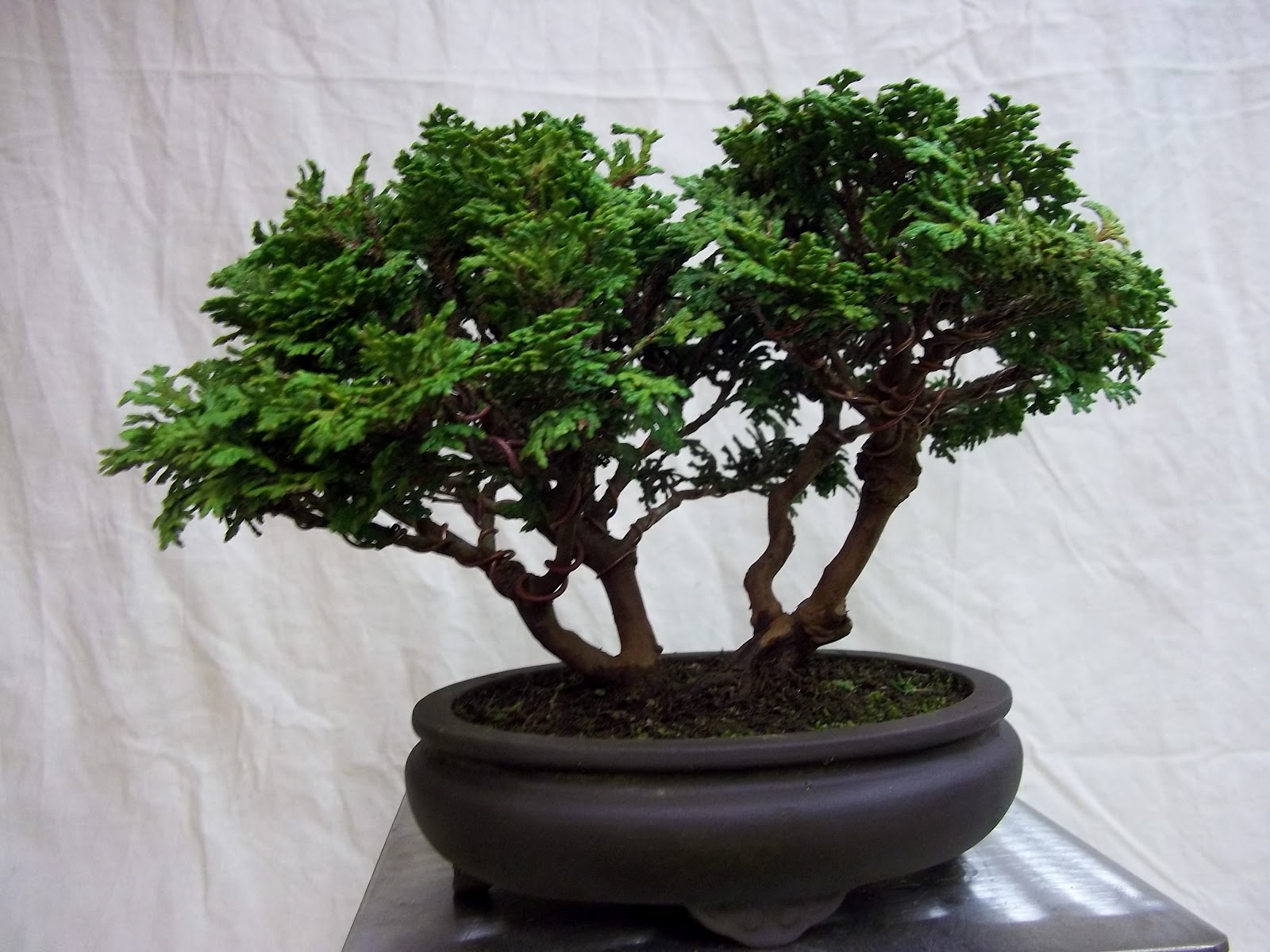 Ronin Bonsai More Natter Night Ronin Bonsai More Natter Night