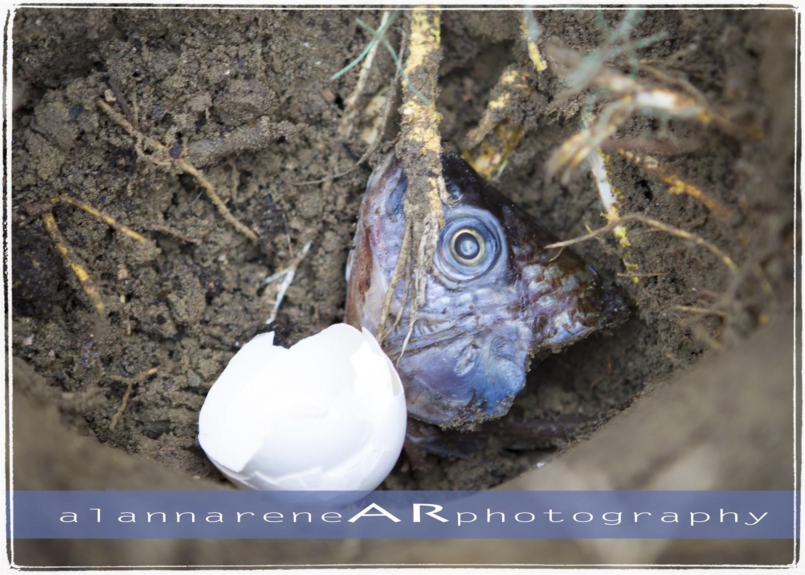 alannarene Vomit and Fish Heads Detox Day 2