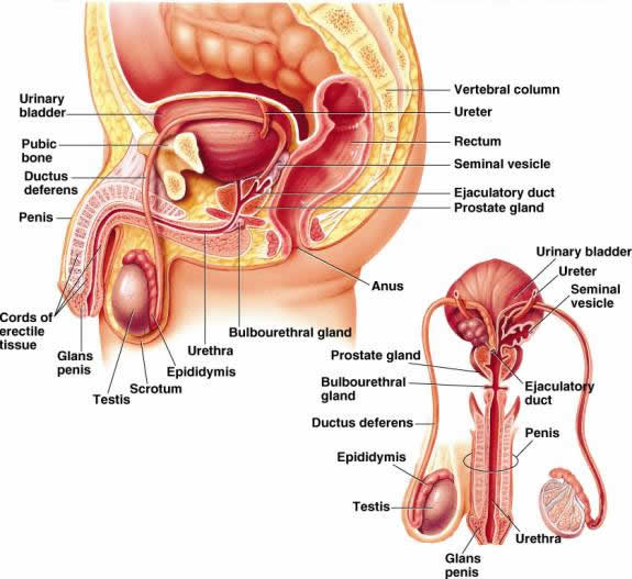 Anatomy And Physiology Of Female Reproductive System Images