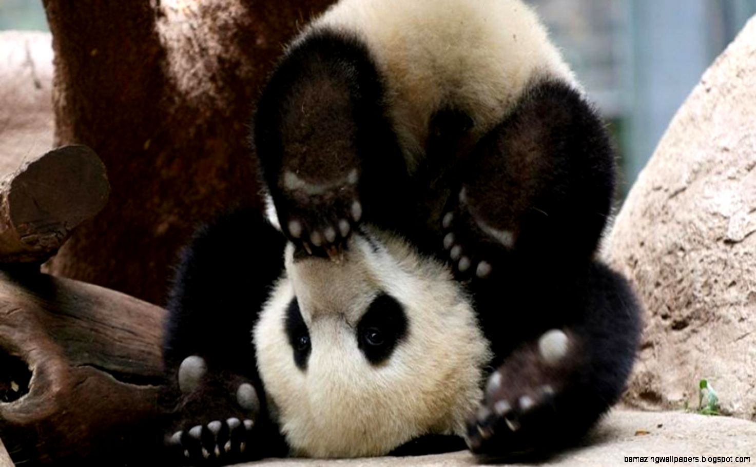 Naughty Baby Panda Bear wallpaper Naughty Baby Panda Bear wallpaper