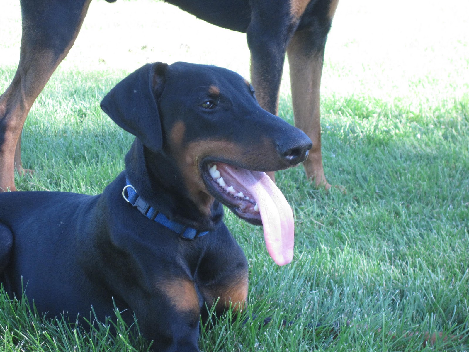 Jet to Doberman Rescue! Doberman Rescue Minnesota Dog Rescue