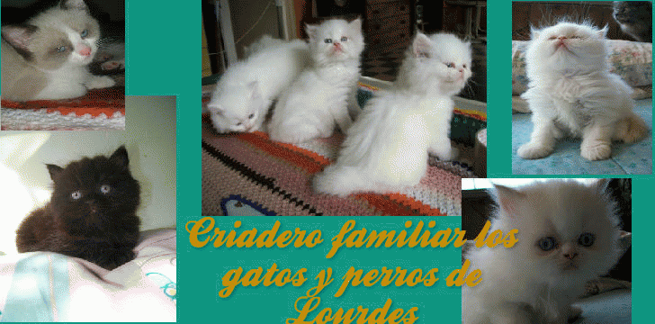 Criadero familiar Los gatos y perros de Lourdes