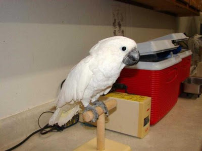 cute umbrella cockatoo cute umbrella cockatoo