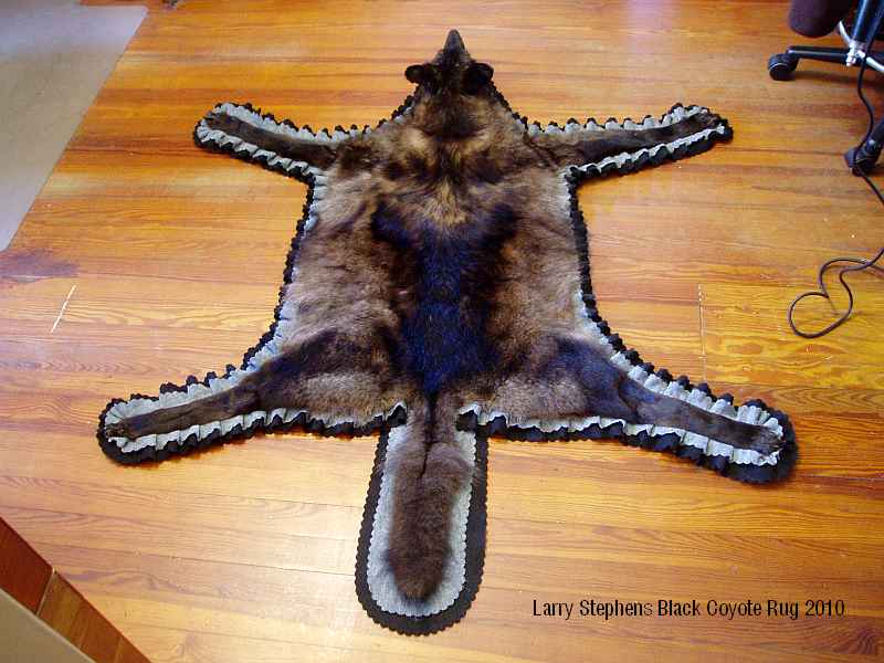 trophyhunting Black Coyote Rug Mount, an Unusual Addition to any