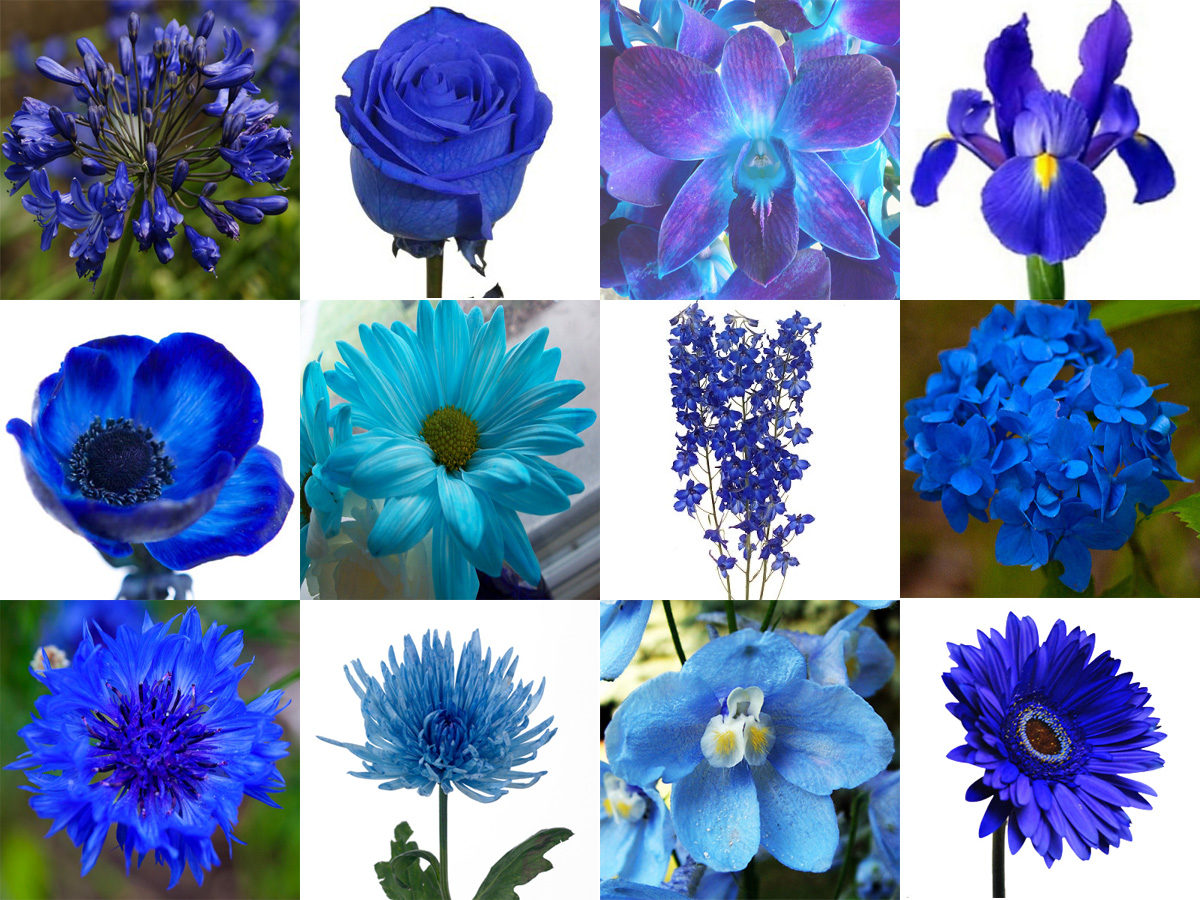blue flowers Blue wedding flowers, October wedding flowers, Diy