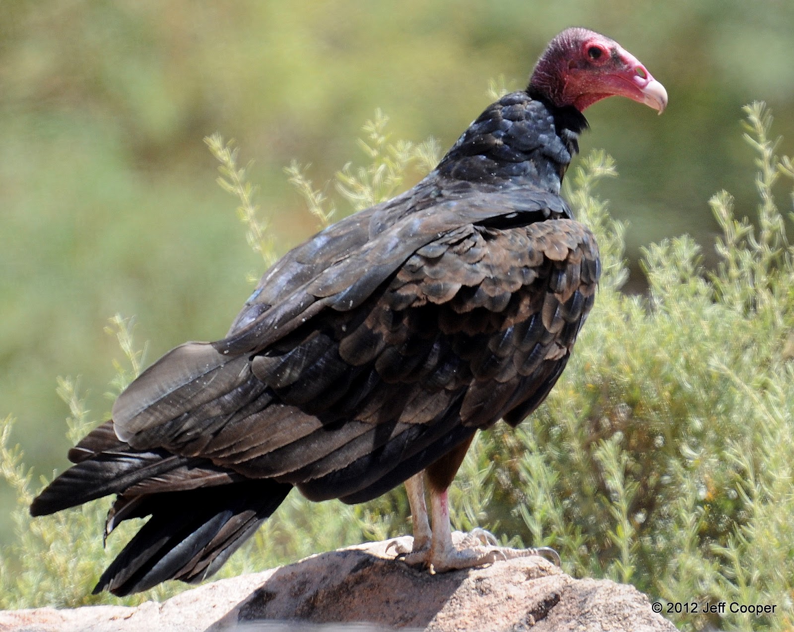NeoVista Birding Nuthin' But Turkey Vultures