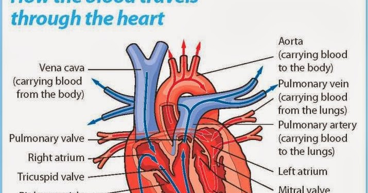 what are the materials required to observe the internal structure of mammalian heart