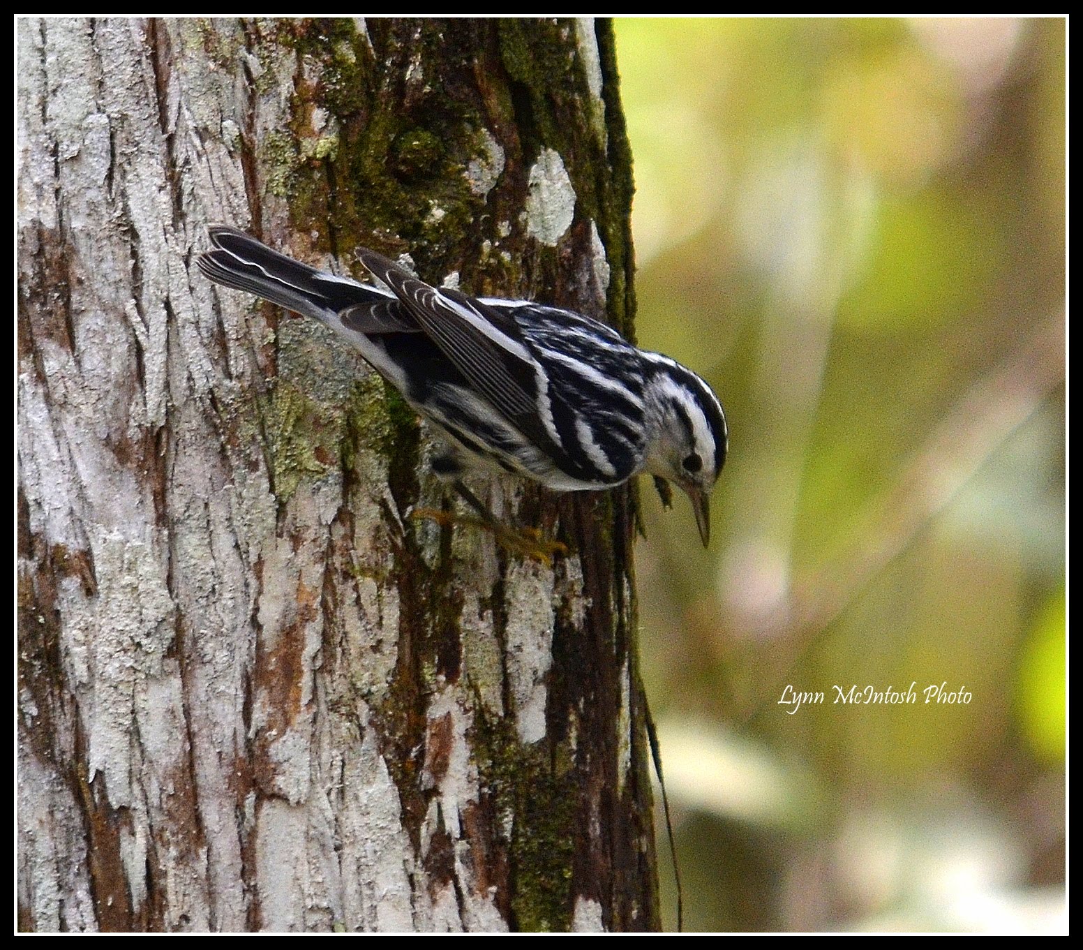 Black-and White Warbler