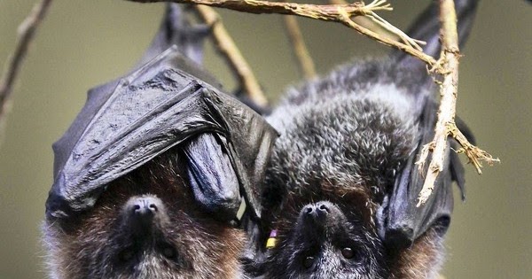 Karst Worlds: World's rarest bat finds a place at San Diego Zoo park