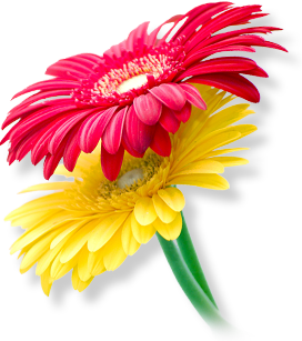 Quas molestias excepturi