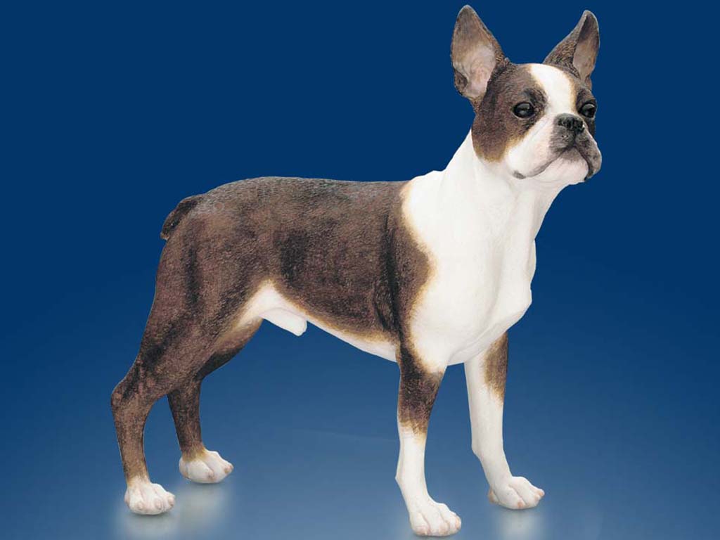 http://3.bp.blogspot.com/-JUMlcqHBEvE/TZnI0N-XPqI/AAAAAAAAA5w/rXvZ3-ntKHY/s1600/Boston+Terrier.jpg