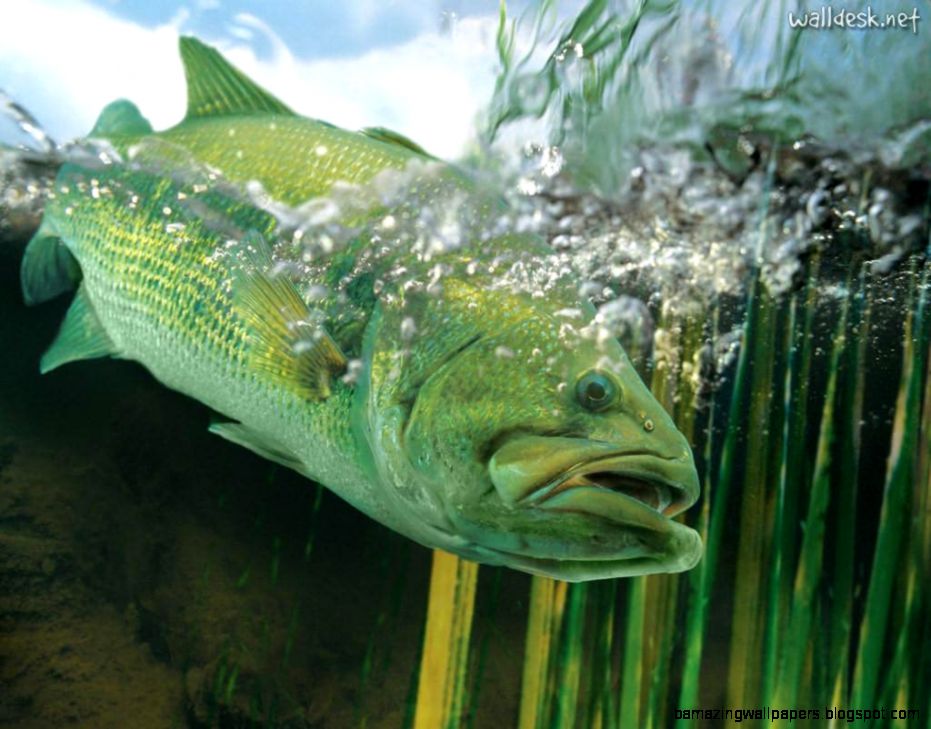 Largemouth Bass Wallpapers Wallpaper Cave Largemouth Bass Wallpapers Wallpaper Cave