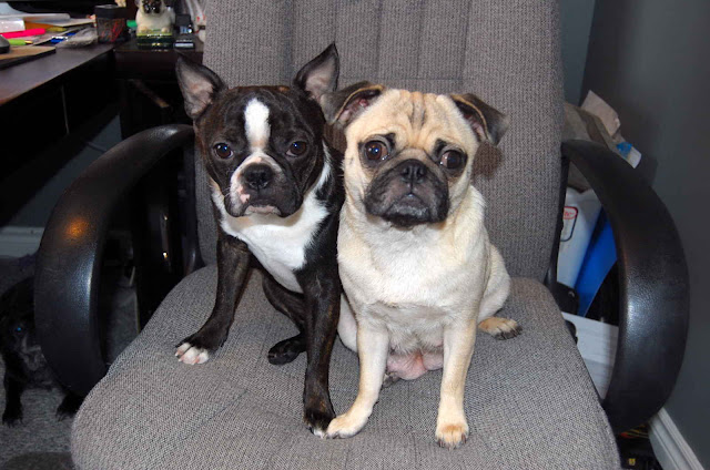 All List Of Different Dogs Breeds: Designer Dogs All List Of Different Dogs Breeds: Designer Dogs