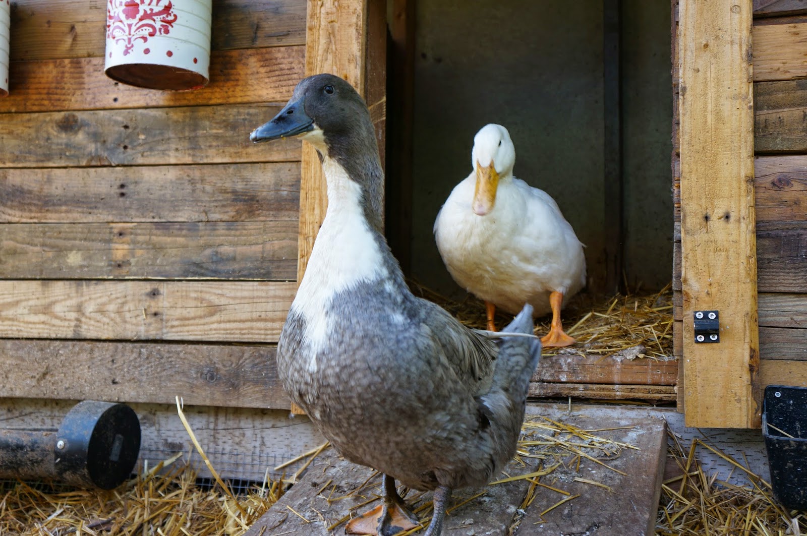 Duck Duck Dog Week of Duck & Dog Photos May 3rd to 9th