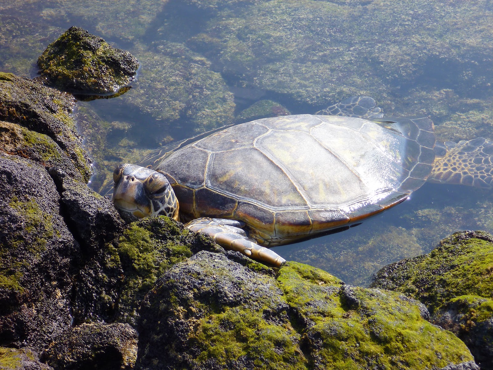 Buzz's Marine Life of Puget Sound Dec 24, 2012