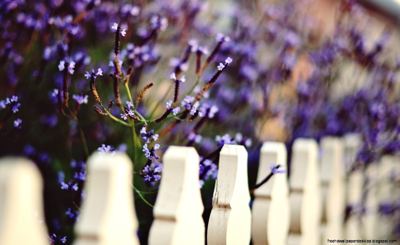 Close up Fence Flowers Purple Macro Hd Wallpaper  Wallpaper List Close up Fence Flowers Purple Macro Hd Wallpaper  Wallpaper List