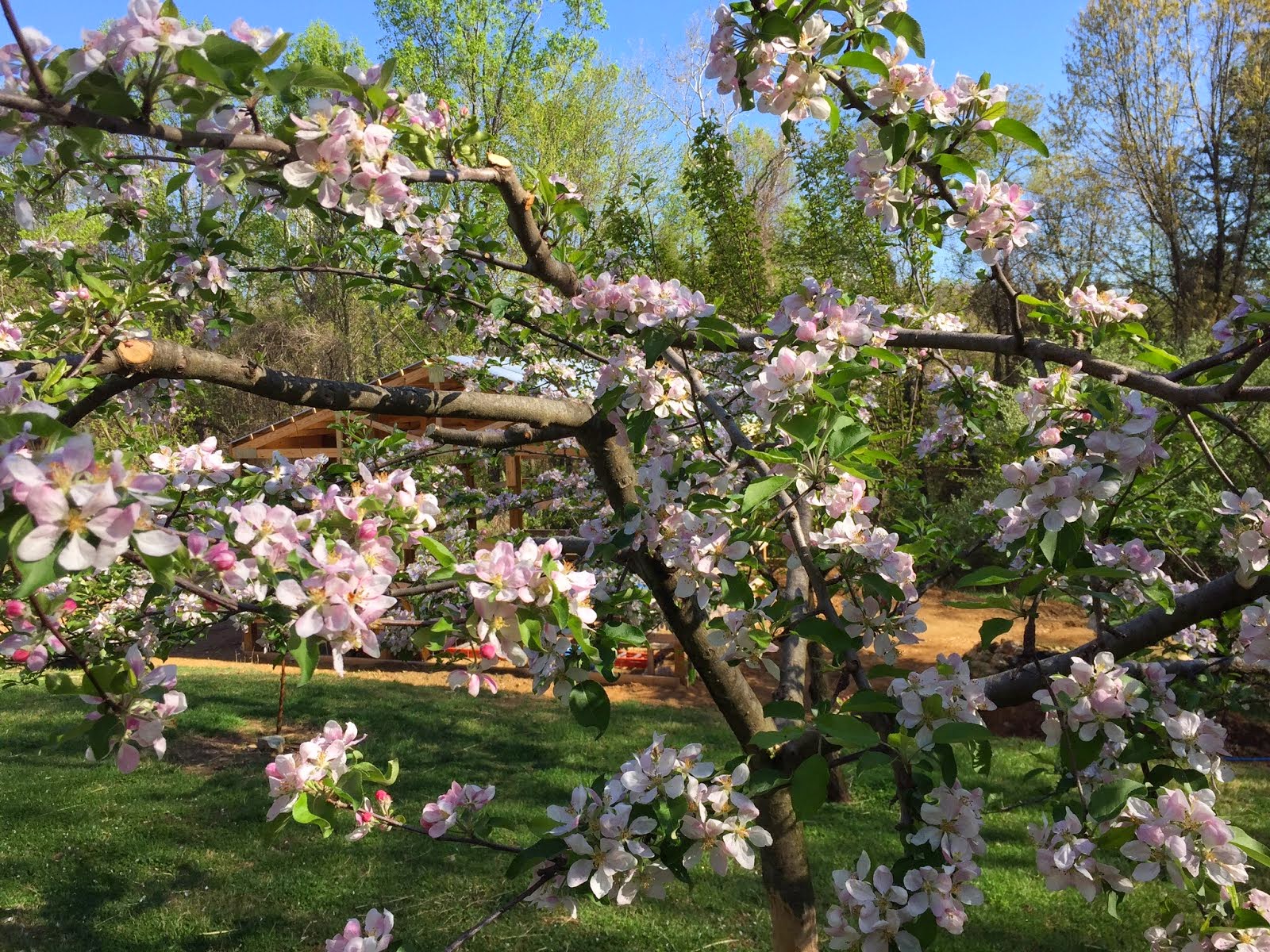 The Orchard in Bloom