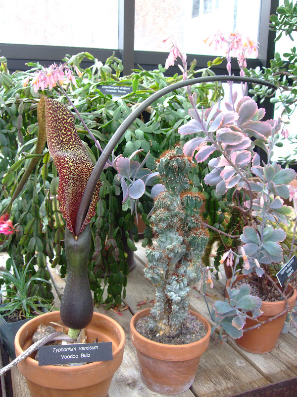 Yes, I Talk to Plants That Voodoo that YooDoo so Well