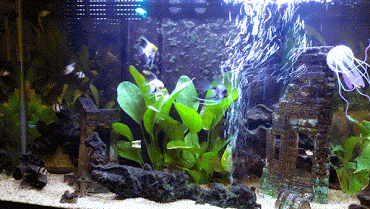 Il mio acquario