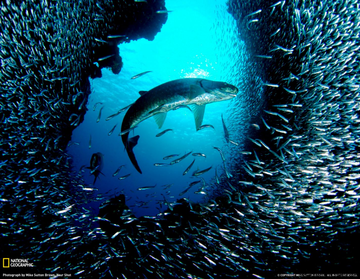 National Geographic Underwater Photography National Geographic Underwater Photography