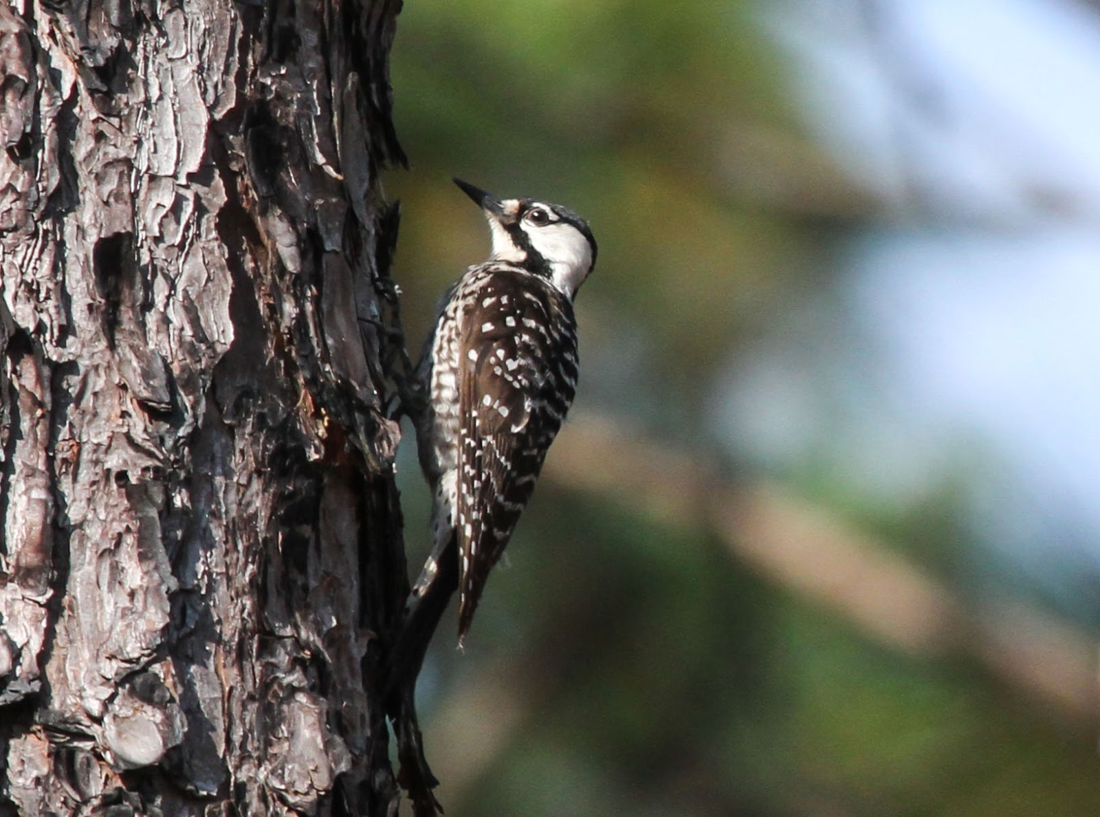 Gale's Photo and Birding Blog: Red-cockaded Woodpecker