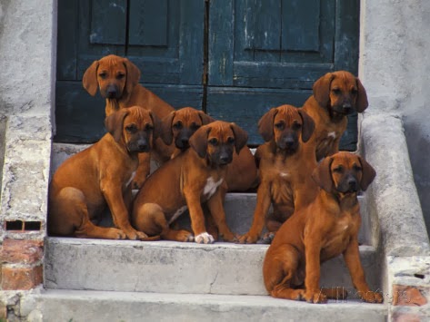 Fun Animals Wiki, Videos, Pictures, Stories: The 6 Best Dogs for Adventure:  The Rhodesian Ridgeback