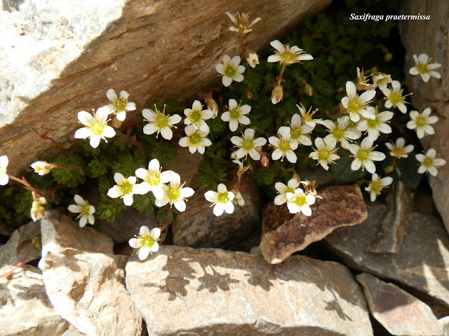 Plantas pirenaicas