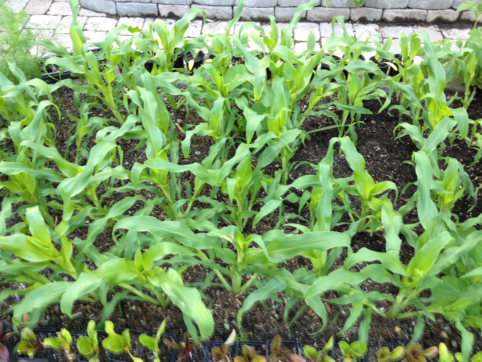 Ma Terre De Bruyere Avril 2012