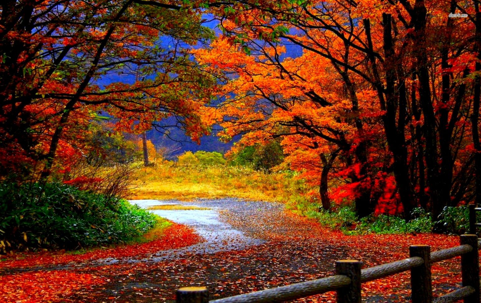 Fog Forest Autumn wallpaper Fog Forest Autumn wallpaper