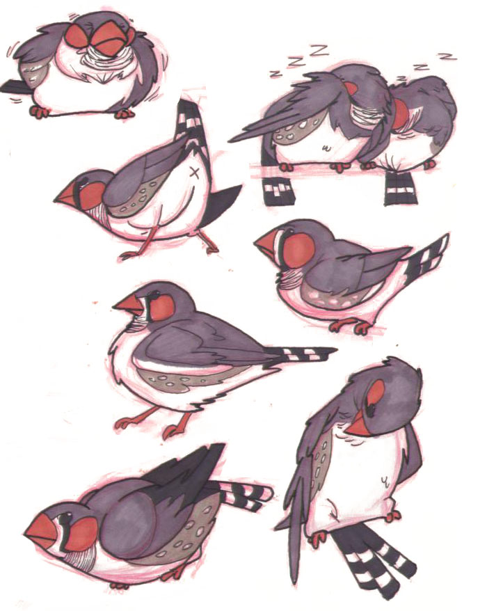 Zebra Finch Cartoon