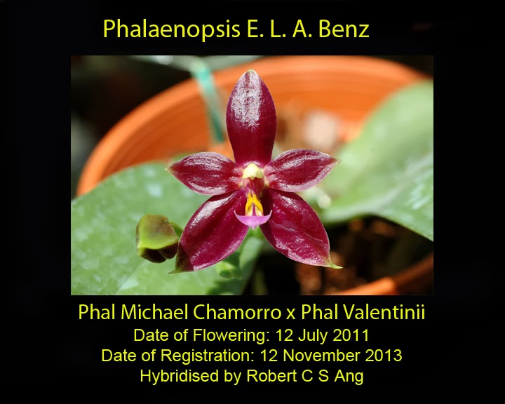 Eucharist Orchids 2013