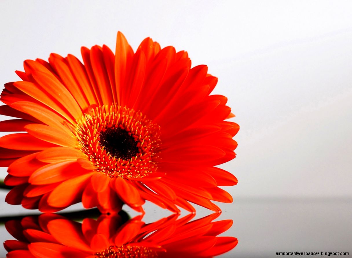 Orange Flowers 6894907 Orange Flowers 6894907