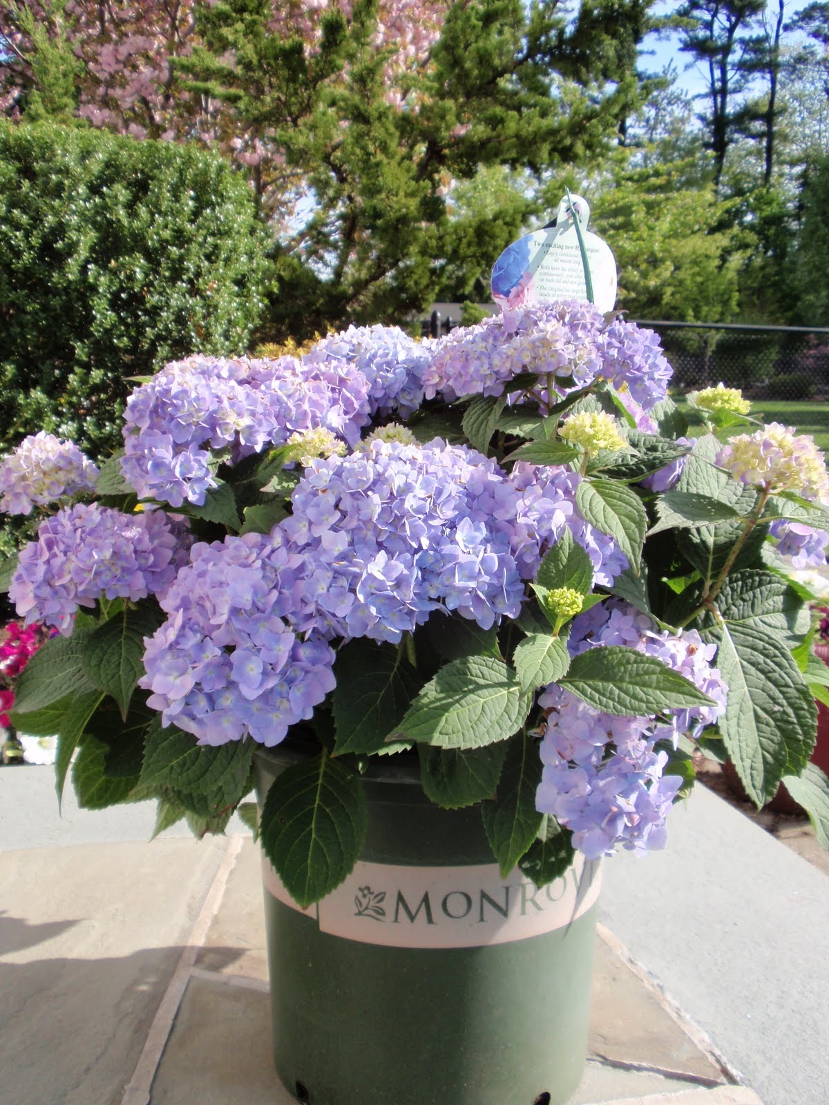 DIY by Design Tips For Growing Hydrangeas