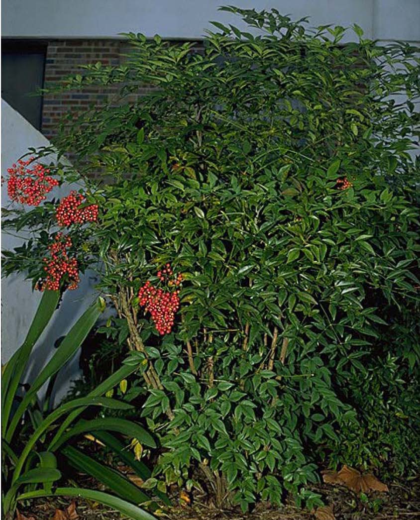 Evergreen Shrub Pictures
