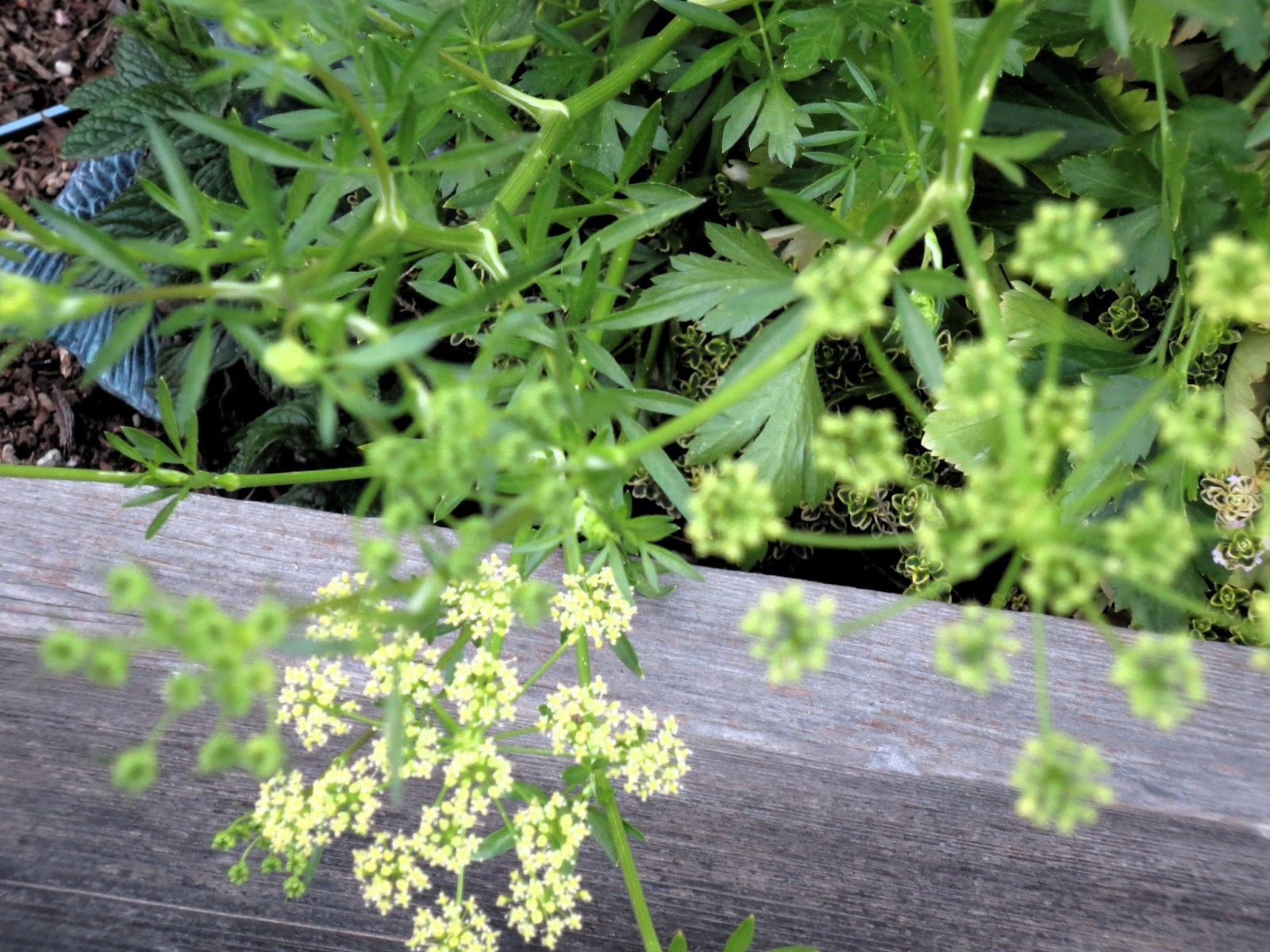 Late to the Garden Party March Bloom Day