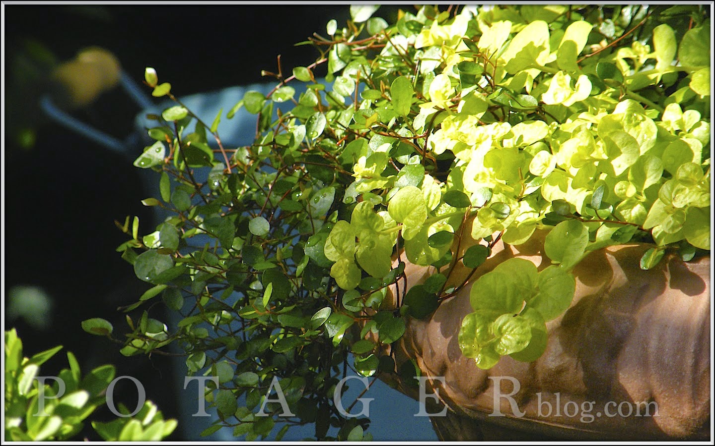 P O T A G E R Creeping Wire Vine, Muehlenbeckia axillaries