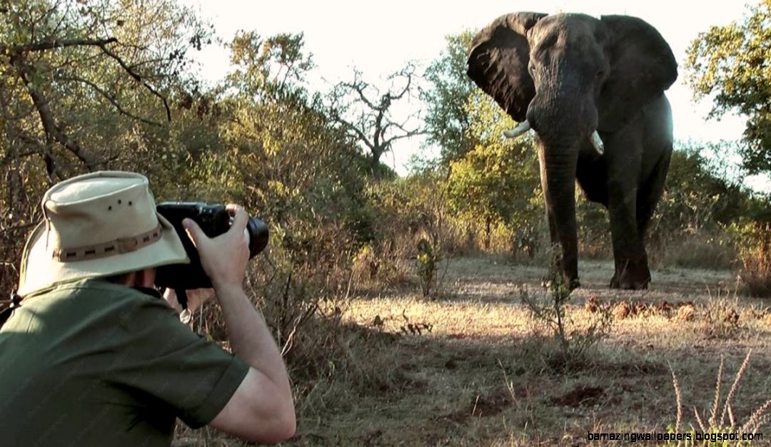 1355385800wildlife 1355385800wildlife