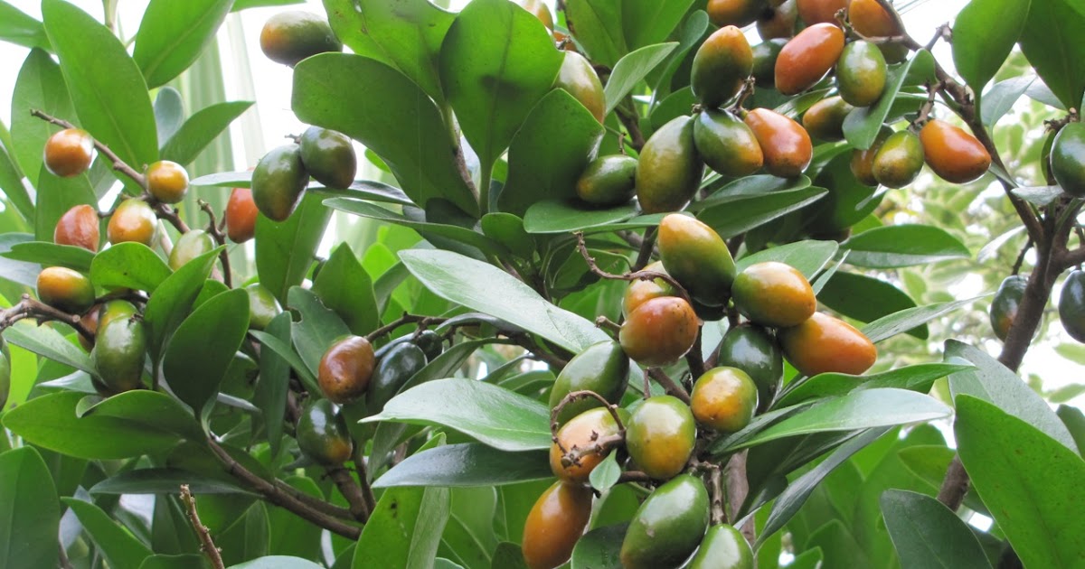 Kiwi Nomad's Wanderings 44 Karaka fruit