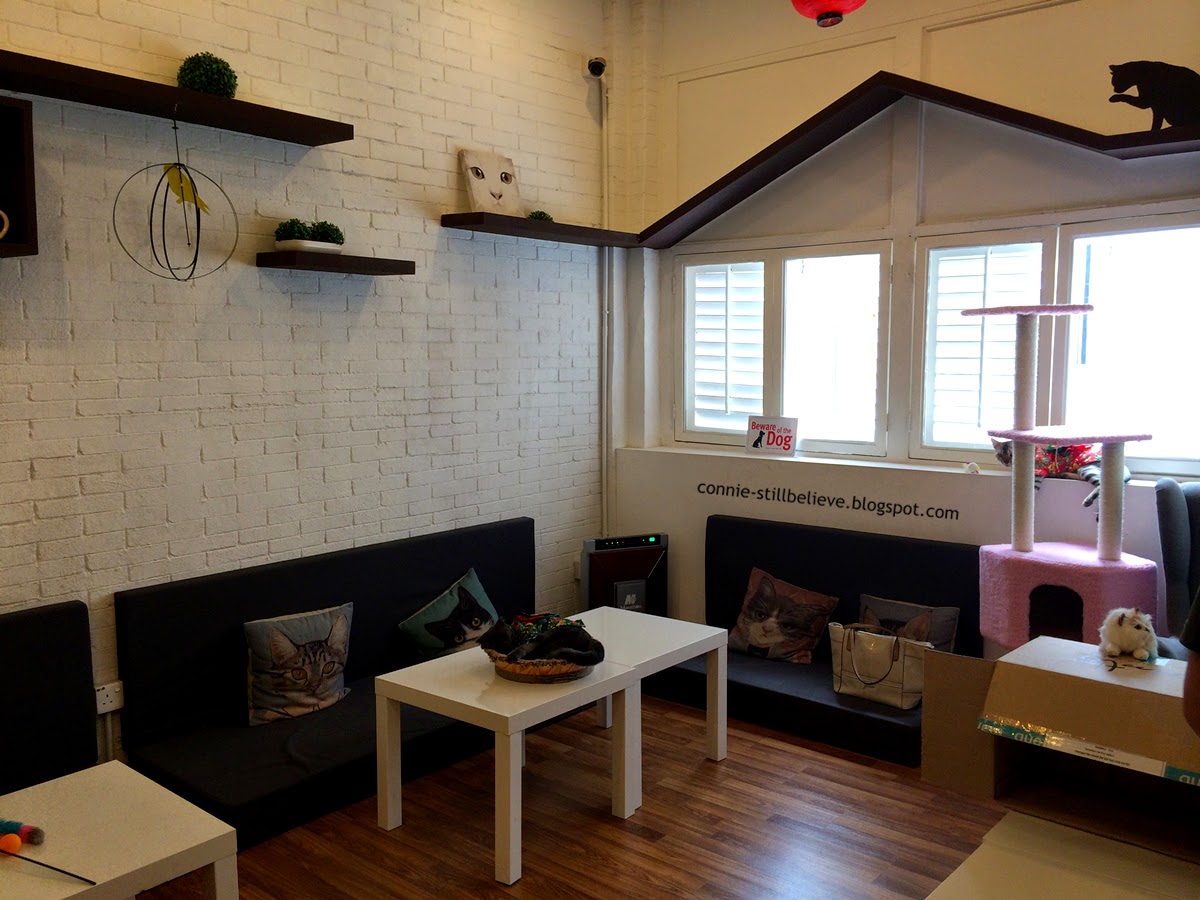♥ Purrfect Cat Cafe at Muntri Street, Penang C_melody•向幸福出发