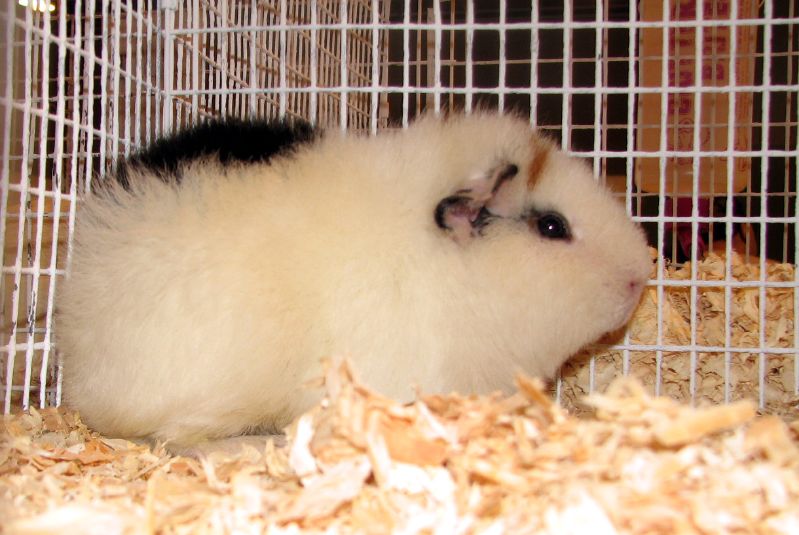 To ThePiggiepigpalace About a Teddy guinea pig
