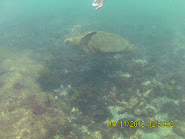 Galapagos Unterwasserwelten