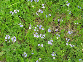 Etre Fleur Bleue