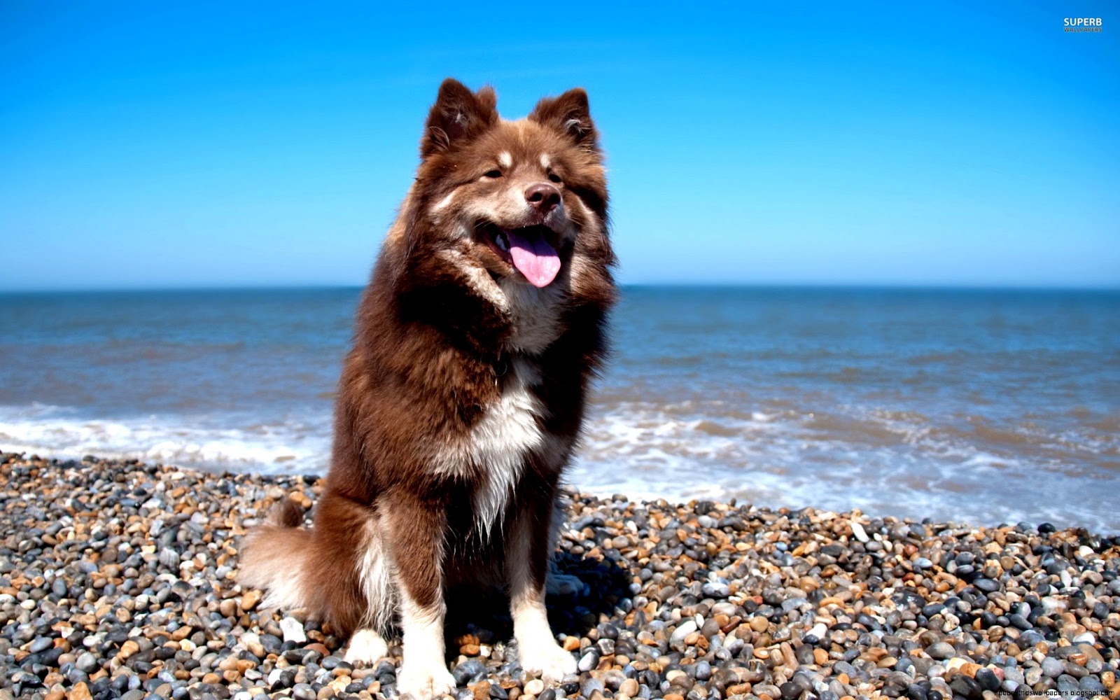 Puppies On the Beach Wallpaper Puppies On the Beach Wallpaper