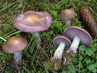 Ver Pelicula Francotirador: El Legado 2014 Online Gratis