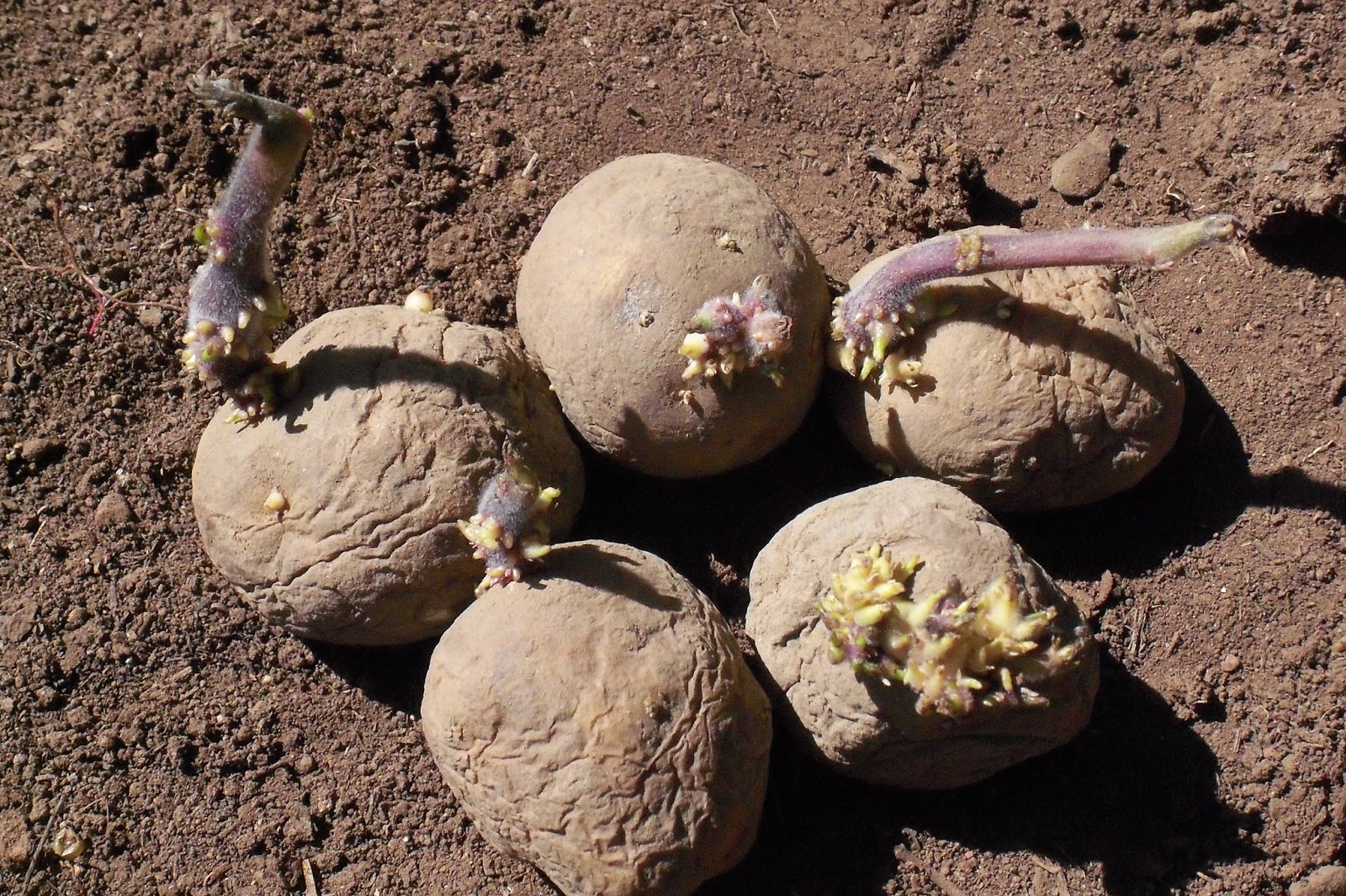 Wild Thyme Creations How to Grow Potatoes