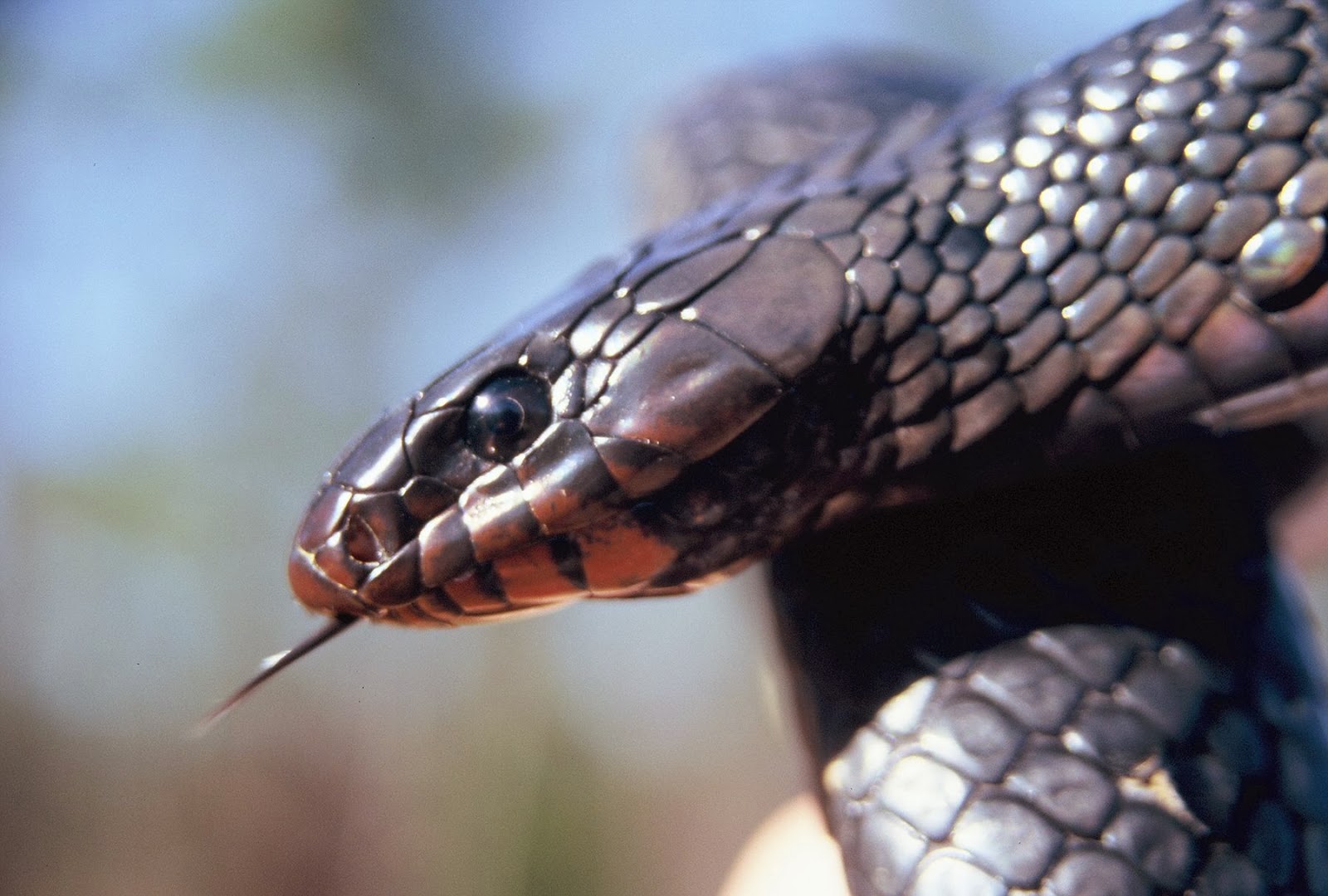 Running With Snakes Winter Snakes