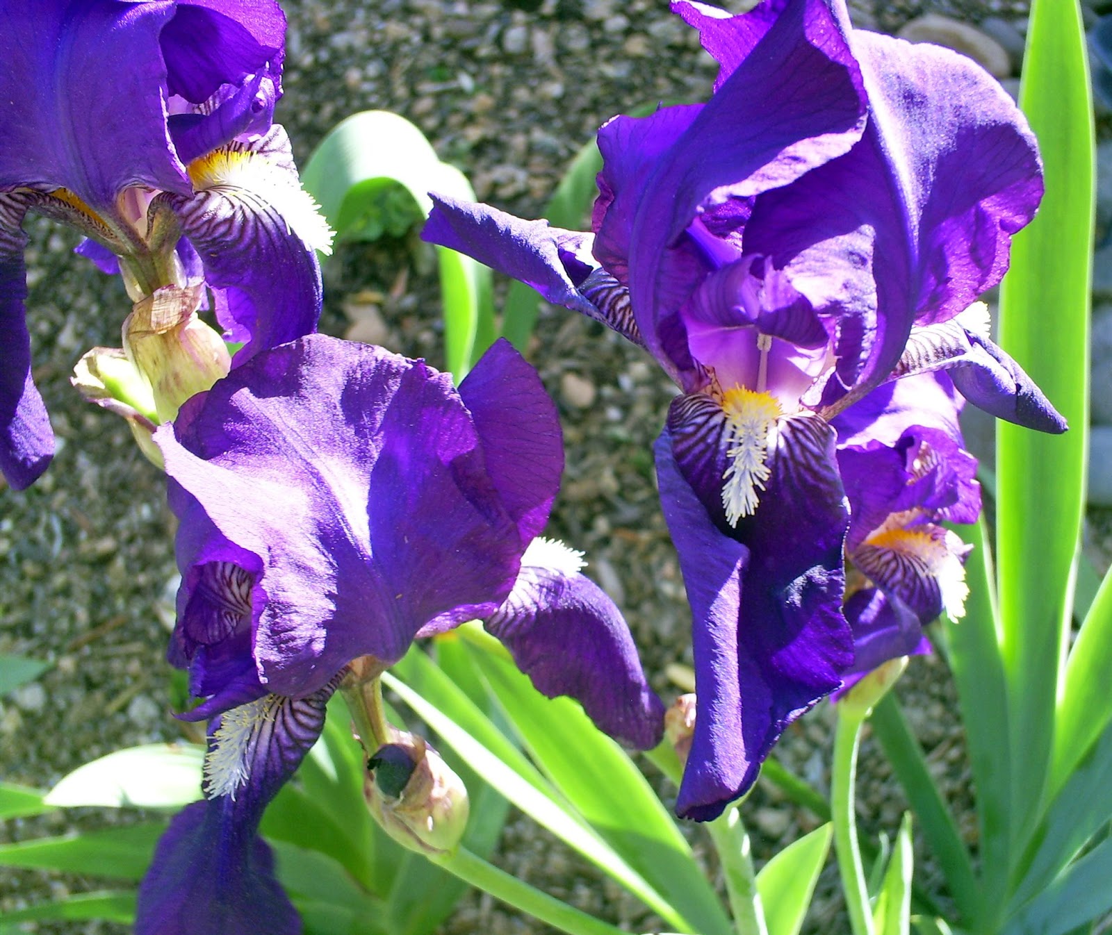 Brad's Tropical Paradise Growing iris in Phoenix, Arizona.