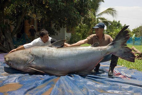 Top 5 Com 5 Ikan Air Tawar Terbesar Di Dunia