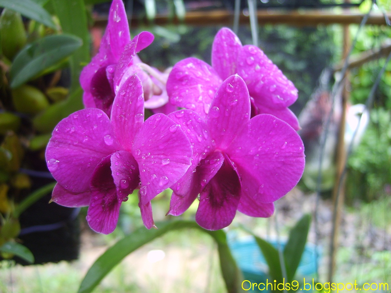 http://3.bp.blogspot.com/-JZT5JgRm_oE/TlmgJH4FskI/AAAAAAAAAvA/HJ9npKTuLj0/s1600/Dendrobium+Orchid+Flower+Picture+03.JPG