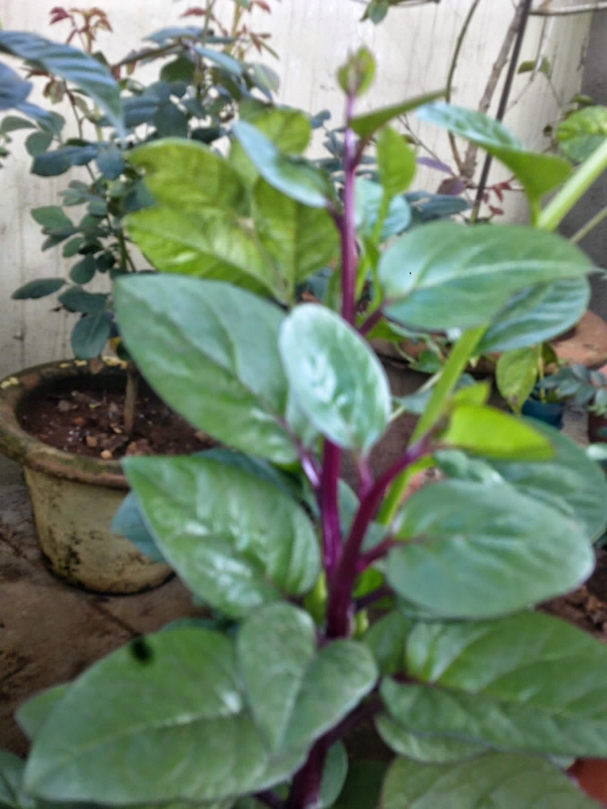 Plants Growing In My Potted Garden. Growing Malabar Spinach In my